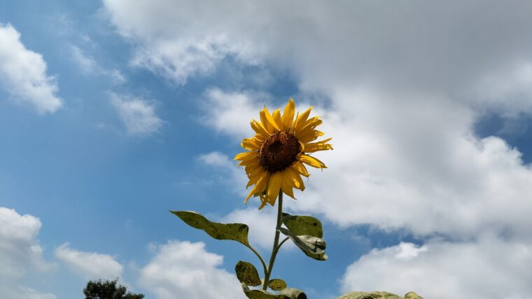 夏に咲くひまわり